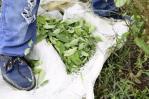 Los productores de hoja de coca de Colombia no tienen compradores ni alternativas