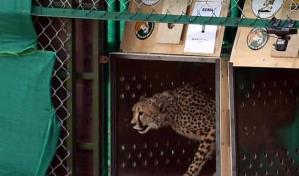 Muere un guepardo en India, el segundo de un grupo originario de África