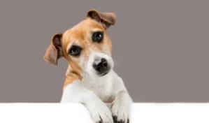 &iquest;Los perros ven el color?