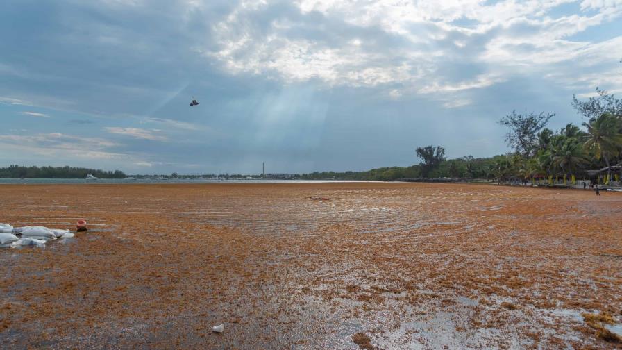 Impacto del sargazo alcanza a varias plantas termoeléctricas