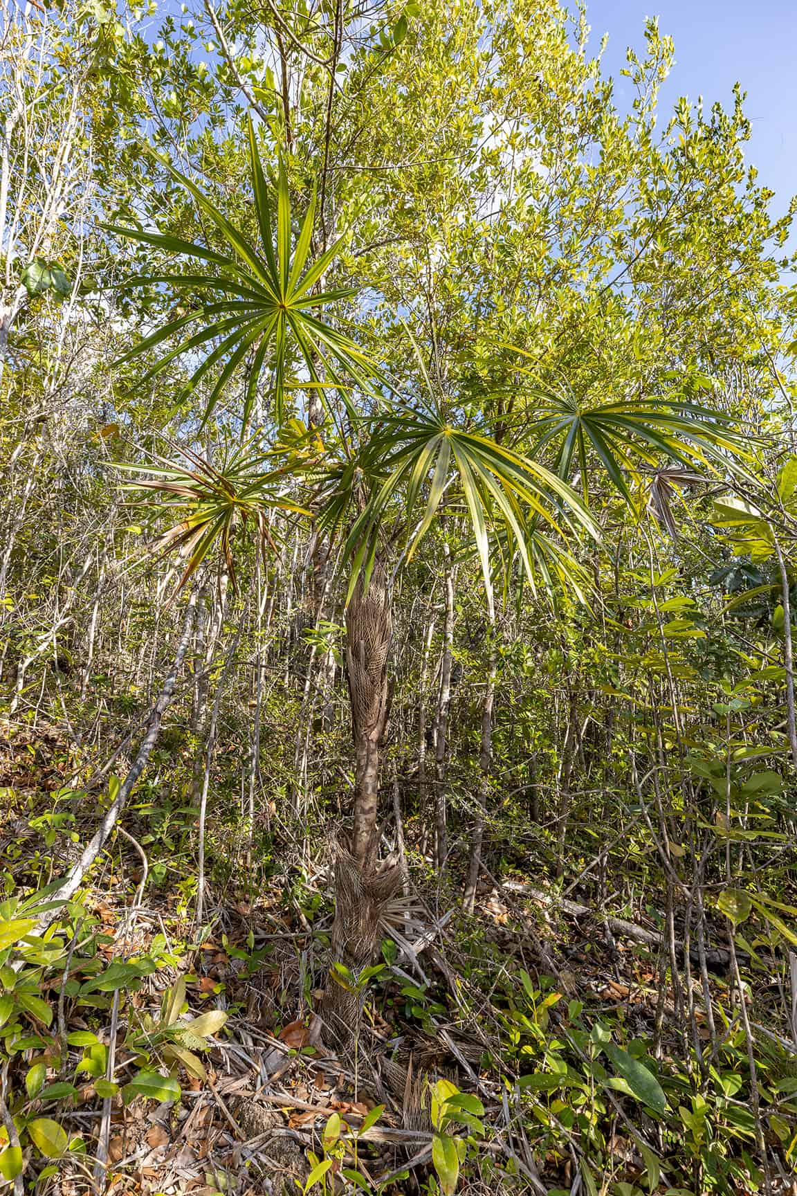 [object HTMLTextAreaElement]