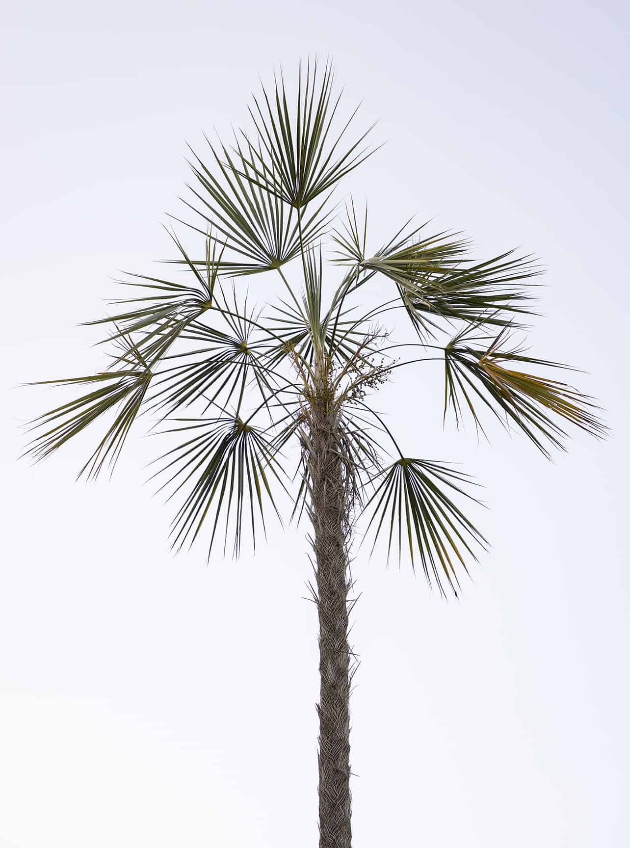 [object HTMLTextAreaElement]