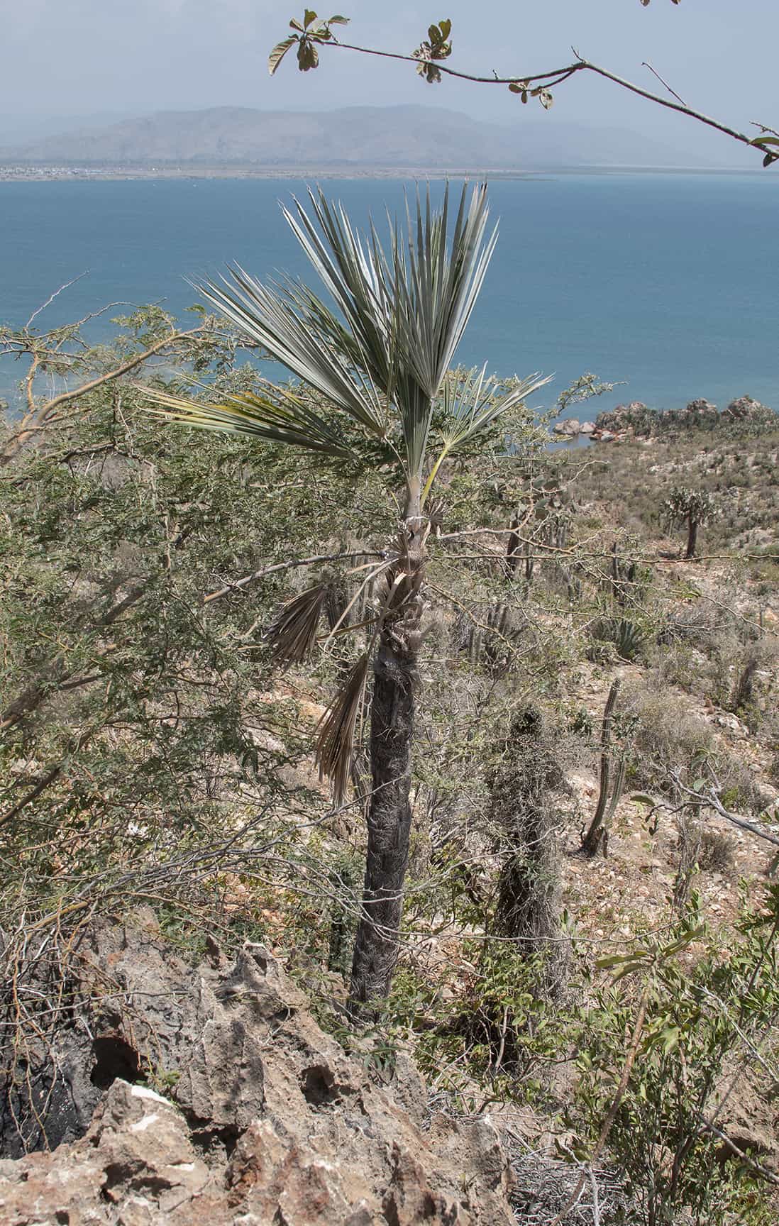 [object HTMLTextAreaElement]