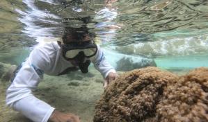 Un coral ex&oacute;tico asfixia arrecifes en Venezuela y amenaza el Caribe