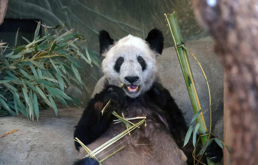 La panda gigante Ya Ya regresa a China tras 20 años en EEUU