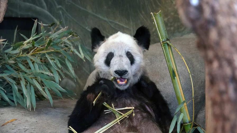 La panda gigante Ya Ya regresa a China tras 20 años en EEUU