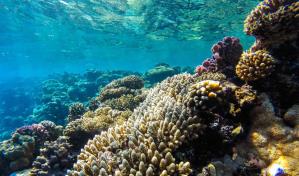 Proyecto restaurará arrecifes de República Dominicana, Jamaica, Cuba y Haití