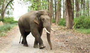 El elefante asiático perdió dos tercios de su hábitat en tres siglos