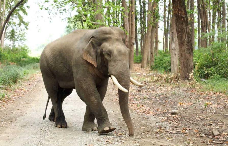 El elefante asiático perdió dos tercios de su hábitat en tres siglos