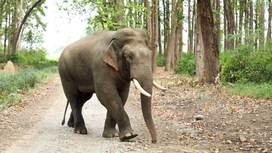 El elefante asiático perdió dos tercios de su hábitat en tres siglos