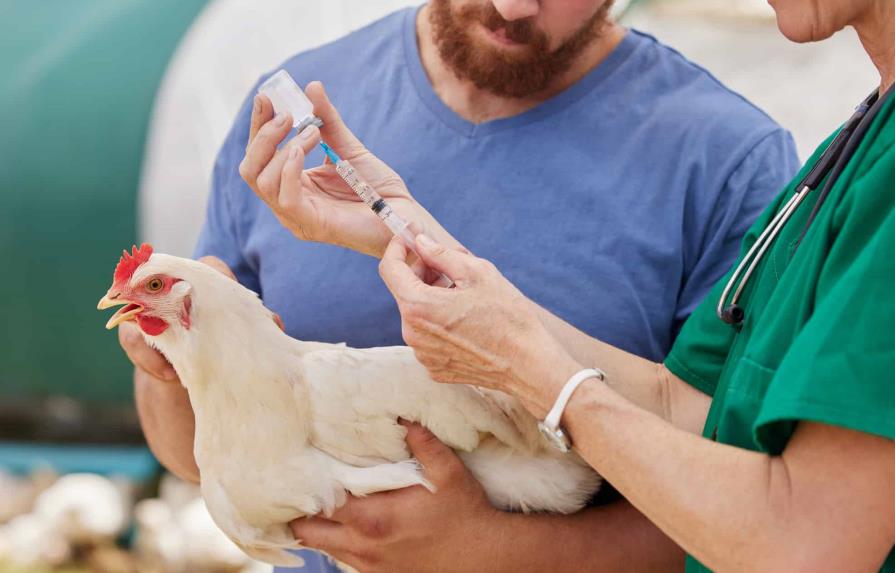 OMS: gripe aviar se está adaptando a mamíferos, pero aún es rara en humanos
