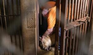 Trasladan a siete leones, un oso, un camello y otros animales del zoológico de Puerto Rico a Colorado