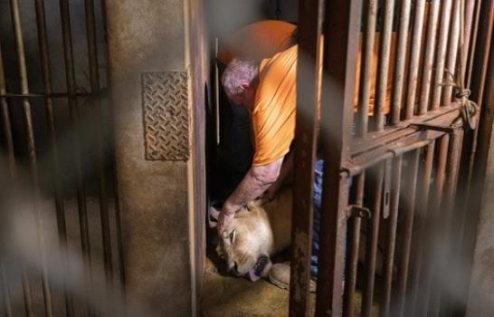 Trasladan a siete leones, un oso, un camello y otros animales del zoológico de Puerto Rico a Colorado