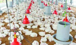 Impartirán taller sobre avicultura para principiantes