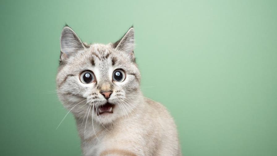 Cómo interpretar la comunicación de los gatos Cómo interpretar la comunicación de los gatos