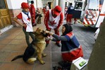 Estoicos, perros mexicanos se entrenan para salvar vidas en todo el mundo