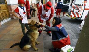 Estoicos, perros mexicanos se entrenan para salvar vidas en todo el mundo