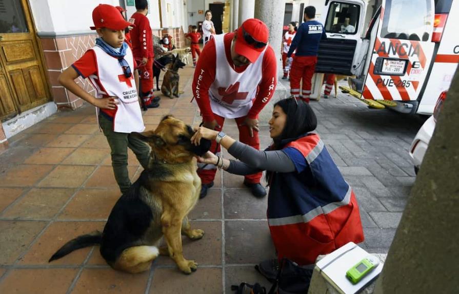 Estoicos, perros mexicanos se entrenan para salvar vidas en todo el mundo