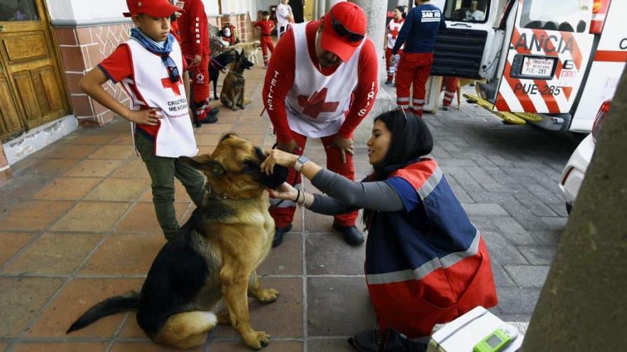 Estoicos, perros mexicanos se entrenan para salvar vidas en todo el mundo