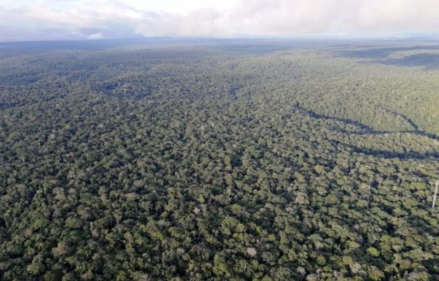 Bosques del Amazonas meridional y occidental, en riesgo de morir por sequía