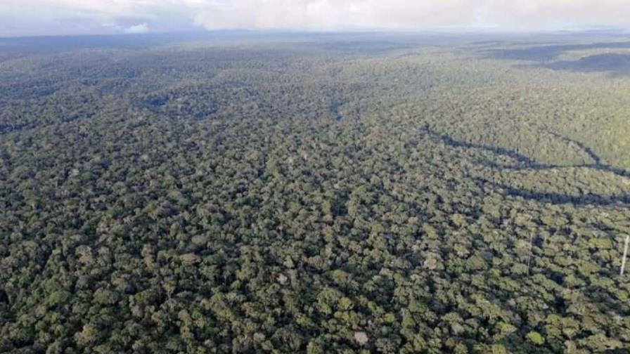 Bosques del Amazonas meridional y occidental, en riesgo de morir por sequía
