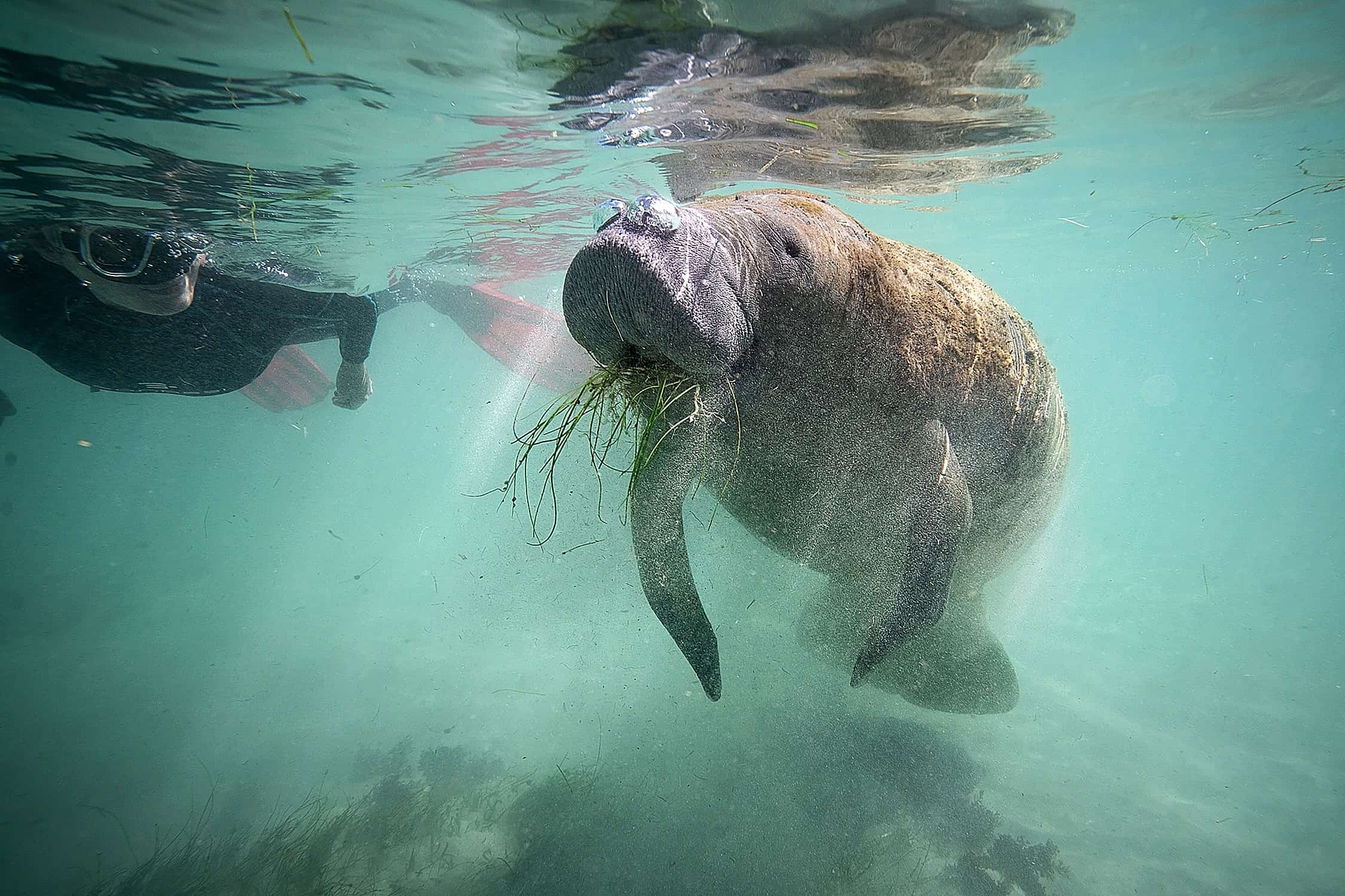 Mención en la categoría Medio Ambiente