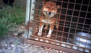 PETA denuncia las condiciones de los centros de cría canina en Corea del Sur