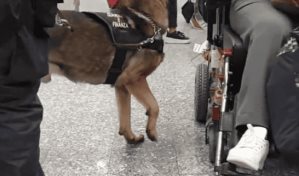 Hallan droga en la silla de ruedas de un pasajero que llegó a Milán desde RD