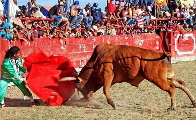 Inician las corridas de toros en El Seibo