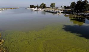 Fijan plazo para el plan contra algas tóxicas en Lago Erie