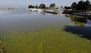 Fijan plazo para plan contra algas tóxicas en Lago Erie en Ohio