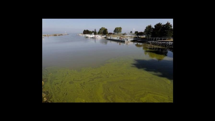 Fijan plazo para plan contra algas tóxicas en Lago Erie en Ohio Fijan plazo para plan contra algas tóxicas en Lago Erie en Ohio