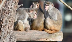 Estados Unidos padece escasez de monos para investigación médica