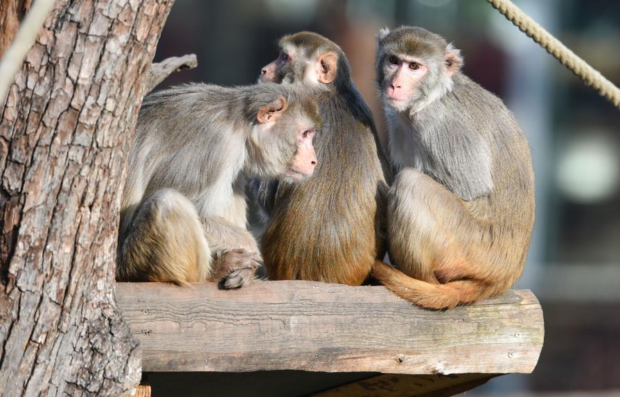 Estados Unidos padece escasez de monos para investigación médica