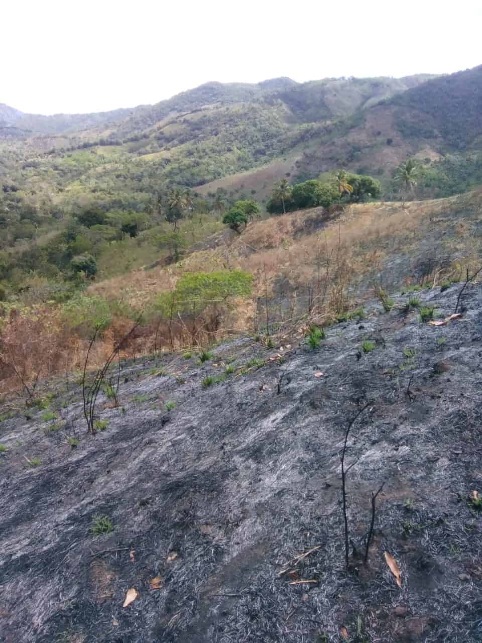 Supuestos propietarios de terrenos están quemando bosques para hacer conuquismo.