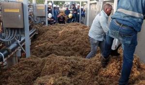 Vuelve a operar Unidad 2 de Punta Catalina tras invasión de sargazo