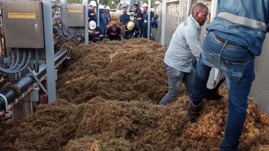 Vuelve a operar Unidad 2 de Punta Catalina tras invasión de sargazo