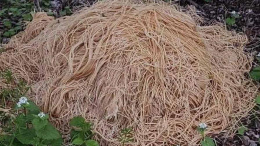 El misterio de la montaña de espaguetis cerca de un río en EEUU