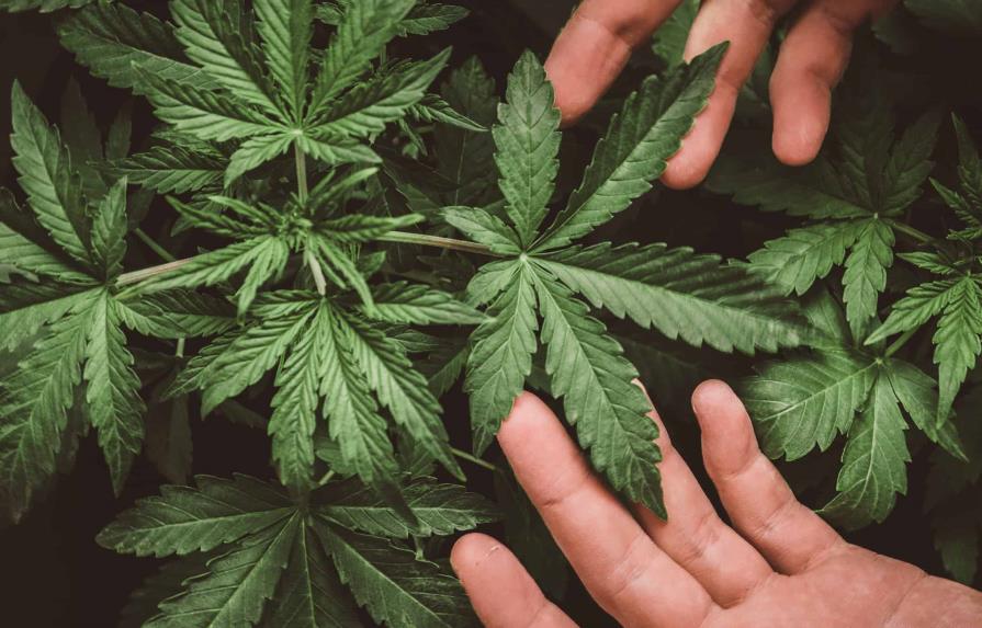 Las implicaciones sociales de la legalización del cannabis