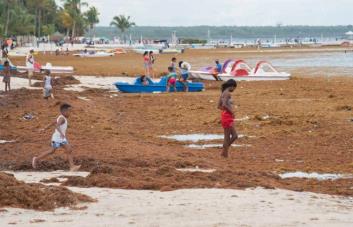 Abril es el mes del año 2023 con más casos de sargazos reportados en República Dominicana