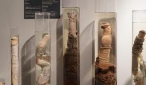 Faloteca Nacional de Islandia, el museo de penes más completo del mundo