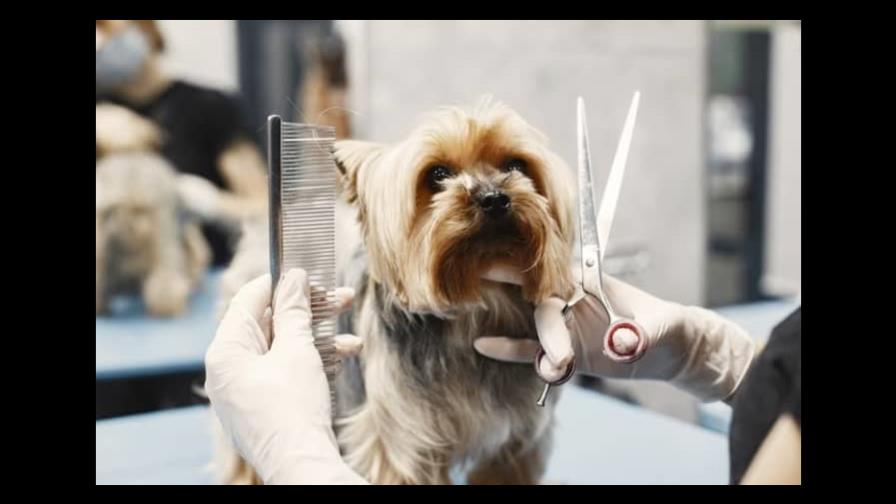 Por qué no deberías cortarle el pelo a tu perro en verano