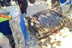 Encuentran enterrado dentro de una maleta el cuerpo de un hombre que estaba desaparecido Encuentran enterrado dentro de una maleta el cuerpo de un hombre que estaba desaparecido