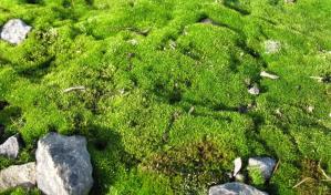 Los musgos desempeñan un papel esencial en la conservación de los suelos
