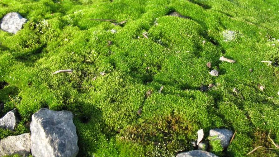 Los musgos desempeñan un papel esencial en la conservación de los suelos