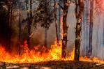 Un fuego incontrolado afecta un bosque protegido que comparten Panamá y Costa Rica Un fuego incontrolado afecta un bosque protegido que comparten Panamá y Costa Rica