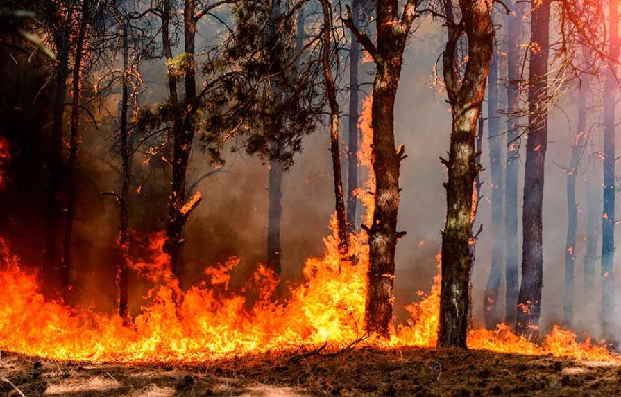 Un fuego incontrolado afecta un bosque protegido que comparten Panamá y Costa Rica