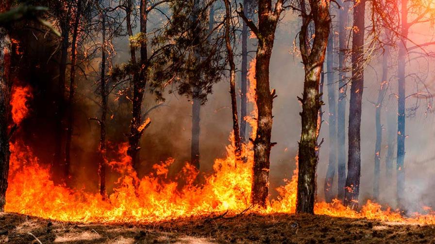 Un fuego incontrolado afecta un bosque protegido que comparten Panamá y Costa Rica