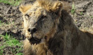 Pastores matan en Kenia al león en libertad más viejo de África