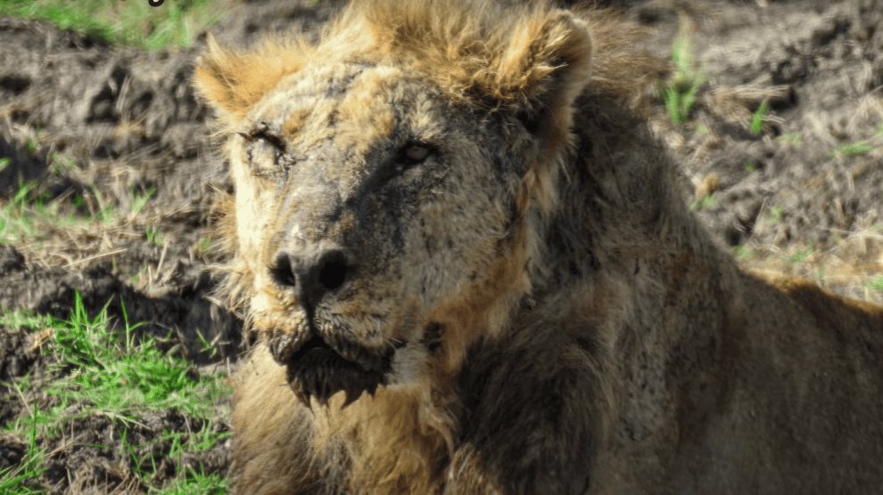 Pastores matan en Kenia al león en libertad más viejo de África